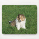 Buscar perrito del sheltie Perro