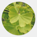 Buscar ginkgo pegatinas Árbol