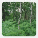 Buscar helecho pegatinas Bosque