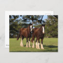 Buscar caballo joven postales Animales