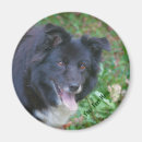 Buscar colmena imanes Perro
