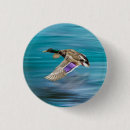 Buscar pato chapas Fotografía