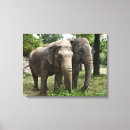 Buscar elefante lienzos Animales