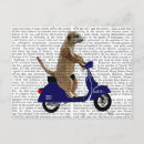 Buscar meerkat Antiguo