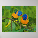 Buscar bird of paradise arte Birds
