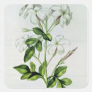 Buscar jasmin pegatinas Flor