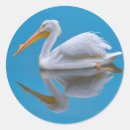 Buscar pelícano pegatinas Blanco