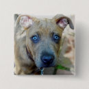 Buscar pitbulls chapas Cachorro