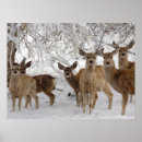 Buscar mula posters Invierno