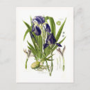 Buscar germánico postales Iris