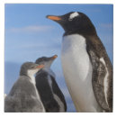 Buscar antartica azulejos Vida silvestre