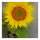 Buscar girasoles azules posters Amarillo