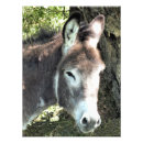 Buscar burro fotografía Animal