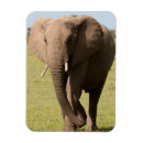 Buscar maasai mara imanes África