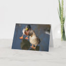 Buscar pato silvestre tarjetas Lago