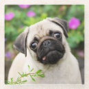 Buscar pug fotografía Perro