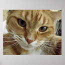 Buscar tabby anaranjado decoracion Gato de tabby