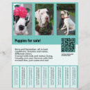 Buscar perros para la venta Para todos