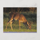 Buscar odocoileus postales Prado