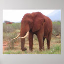 Buscar del elefante posters Elefantes