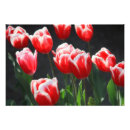 Buscar tulipán rojo y blanco posters Floral