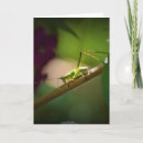 Buscar katydid Naturaleza