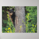 Buscar osos negros posters Animales salvajes