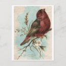 Buscar petirrojo rojo postales Pájaro