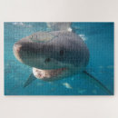 Buscar gran tiburón blanco puzzles Para todos