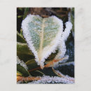 Buscar escarcha postales Hielo