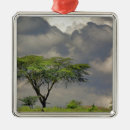 Buscar paraguas adornos Escénica