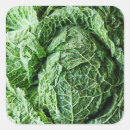 Buscar sano cuadradas pegatinas Vegetal