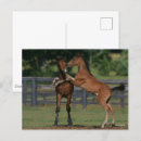 Buscar morgan postales Bob langrish