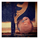 Buscar palomas posters Naturaleza