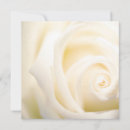Buscar suave fotograficas tarjetas Rosa
