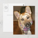 Buscar pastor alemán negro postales Animal