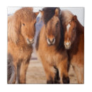 Buscar equus azulejos Animal