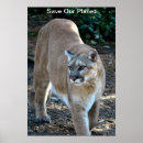 Buscar puma fotografía Cougar