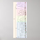 Buscar árbol de evolución posters Animales