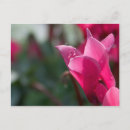 Buscar gotas de rocío postales Flor