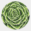 Buscar lechuga pegatinas Vegetal