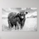 Buscar cuernos de toro posters Granja
