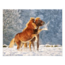 Buscar fotos de animales salvajes posters Para niños