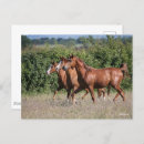 Buscar caballo árabe postales Castaño