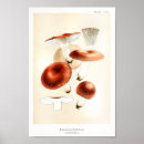 Buscar venenoso posters Rojo