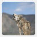 Buscar coyotes pegatinas Vida silvestre