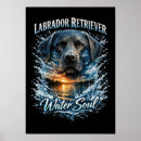 Buscar labrador retriever negro posters Perro