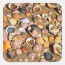 Buscar cáscara pegatinas Seashell
