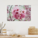 Buscar flor de cerezo japonesa posters Primavera