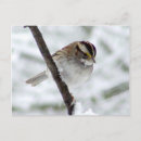 Buscar sparrow postales Invierno